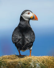 Load image into Gallery viewer, 8323333