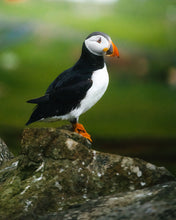 Load image into Gallery viewer, 8323324