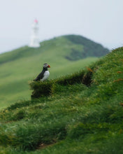 Load image into Gallery viewer, 8323332