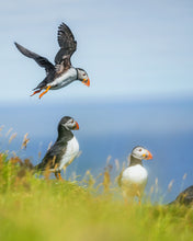 Load image into Gallery viewer, 8323310