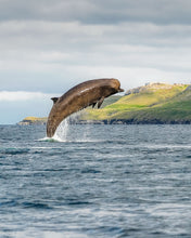 Load image into Gallery viewer, 8323271