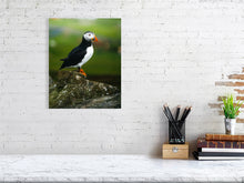 Load image into Gallery viewer, 8323324-2953294